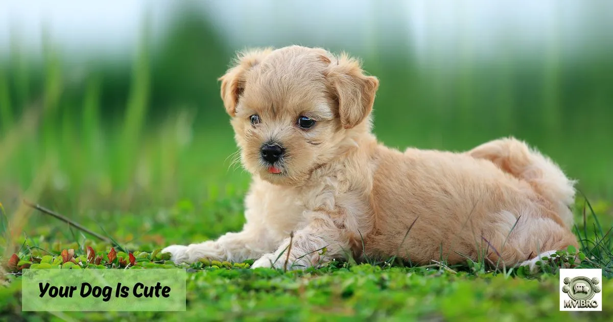 Your Dog Is Cute